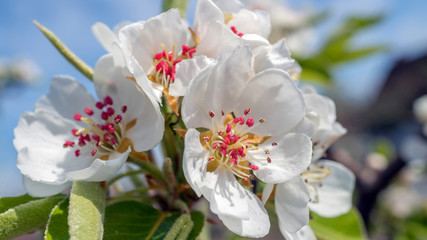 białe kwiaty © Roman Trojanowski