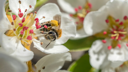 białe kwiaty i pszczoła  © Roman Trojanowski