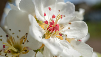 białe kwiaty © Roman Trojanowski