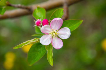 Obraz na płótnie Canvas Blossoming apple garden in spring