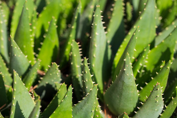 aloe vera plant