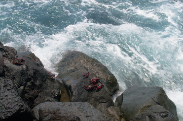 crabs on the rock