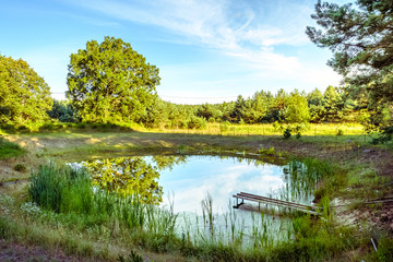 summer landscape with lake and trees