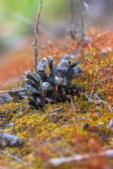 A bump on the background of moss in the forest on a glade
