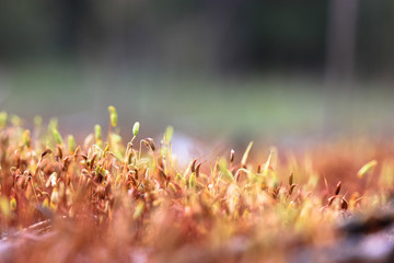 The stems of a plant growing on the ground, trees, rocks. Soft moss underfoot in the forest in...