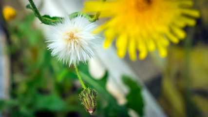 kwiat mniszka © Roman Trojanowski