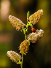 bazie  © Roman Trojanowski