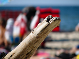 drewniany badyl korzeń na plaży - obrazy, fototapety, plakaty