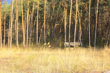 House in the forest: glade and pine trees and gazebo for relaxation on the edge of the forest.
