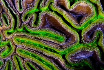 colourful brain coral
