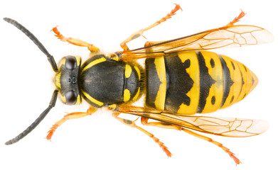 Vespula vulgaris, known as the common wasp or European wasp or common yellow-jacket isolated on...