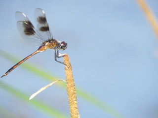 Dragonfly