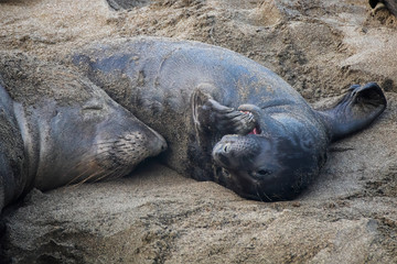 Baby Northern Elephant Seal Plays with Flipper While Mom Sleeps