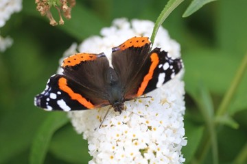 un papillon vulcain