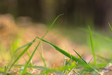 Juicy green grass in the forest in spring or summer