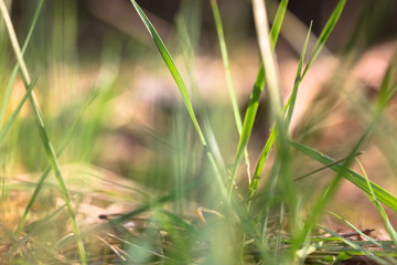 Juicy green grass in the forest in spring or summer