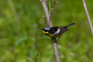 Magnolia warbler photographed at Point Pelee during spring migration. 