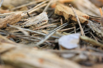 Pine needles close-up: autumn in the forest