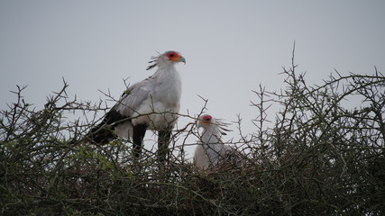 Secretariat bird in tree
