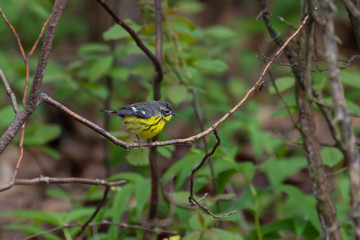 Magnolia warbler photographed at Point Pelee during spring migration. 
