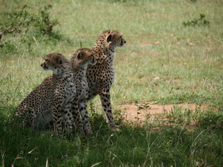 cheetah in serengeti national park