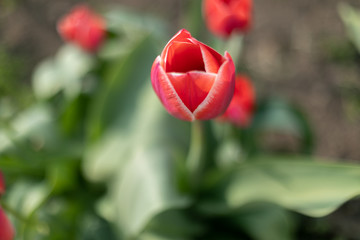 beautiful single red tulip in the garden