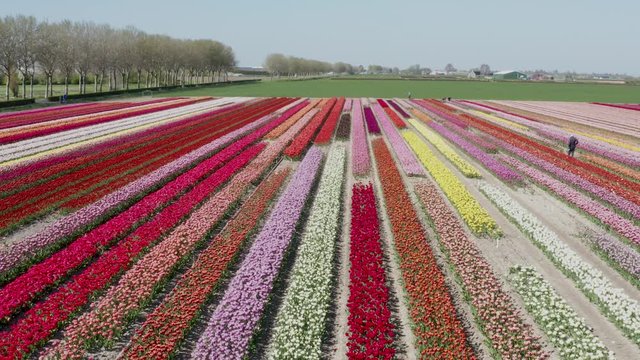 Drone view of a tulip field with different types and colors in a row. 4K drone footage