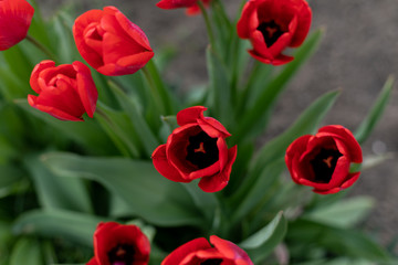 beautiful single red tulip in the garden