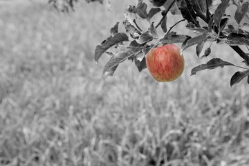An apple on a tree in black and white  background 
