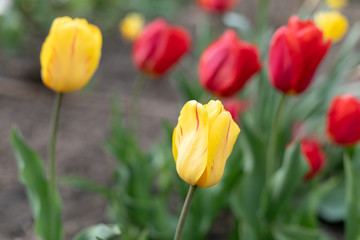 beautiful single red tulip in the garden