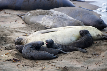 Female Northern Elephant Seal with Group of Pups on Beach