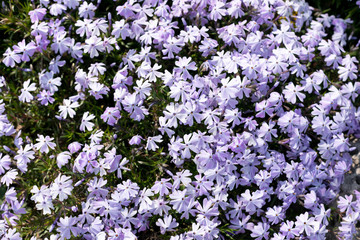 a bush with small purple spring flowers