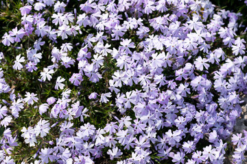 Obraz premium a bush with small purple spring flowers