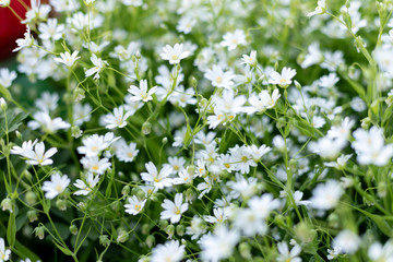 small white flowers on lawn