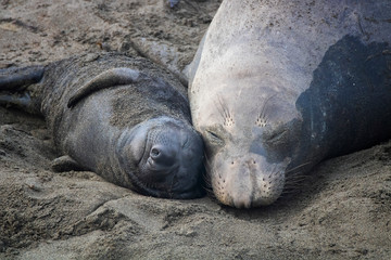 Northern Elephant Seal Mother and Pup Sleep with Faces Together