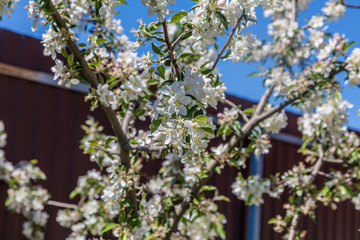 Blooming apple tree in spring in the garden against the background of a fence in the garden