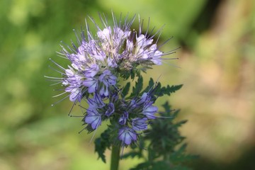 gros plan sur la phacélie 
