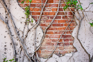 Stucco concrete broken over an old brick wall with cracks and holes and green leaves vines growing on sides 
