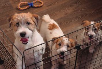 Charming Jack Russell Terrier puppies, purebred small puppies