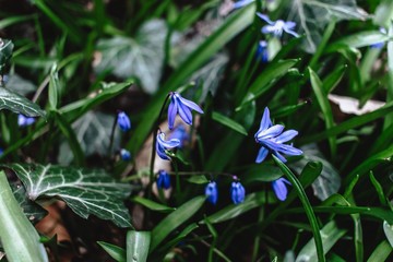 Blue flower on green foliage 