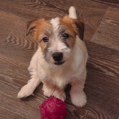 cute little Jack Russell Terrier puppy, white and brown puppy