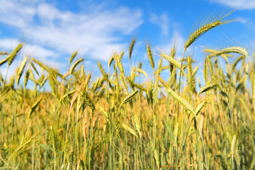 Grain in the field