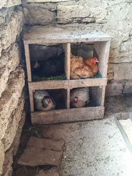 Chickens in nests in the chicken coop. chickens are being demoli
