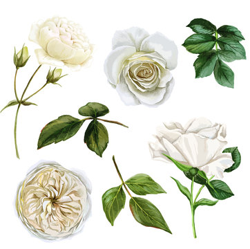 White Roses And Leaves Set, Watercolor Hand Drawn Vector Illustration