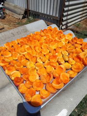 Drying apricot fruit separated from bone.
