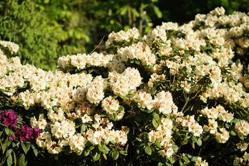 Obraz premium Rhododendrons - dendrological garden in Glinna, Poland