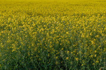 Outdoor sunny top view of yellow rapeseed blossom field in spring or  summer season.