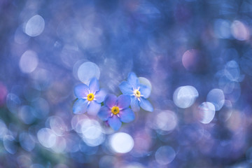 Forget-me-not flower / Myosotis alpestris blue bokeh background