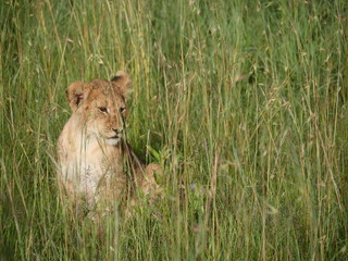 Lion cub