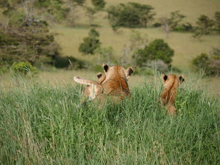 Lioness and cub